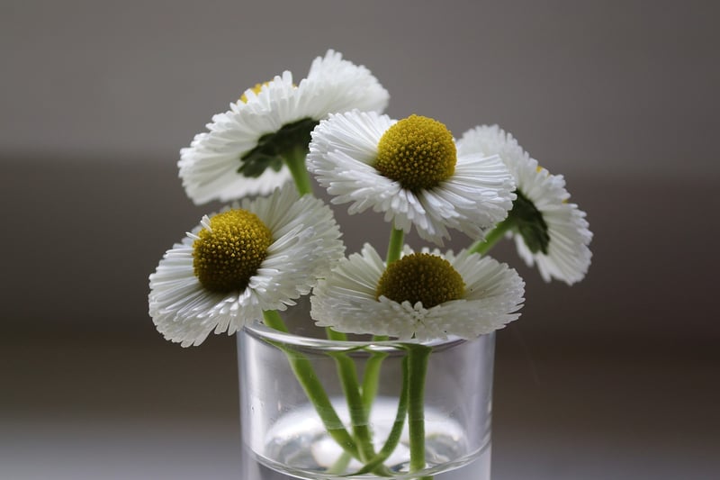Daisy