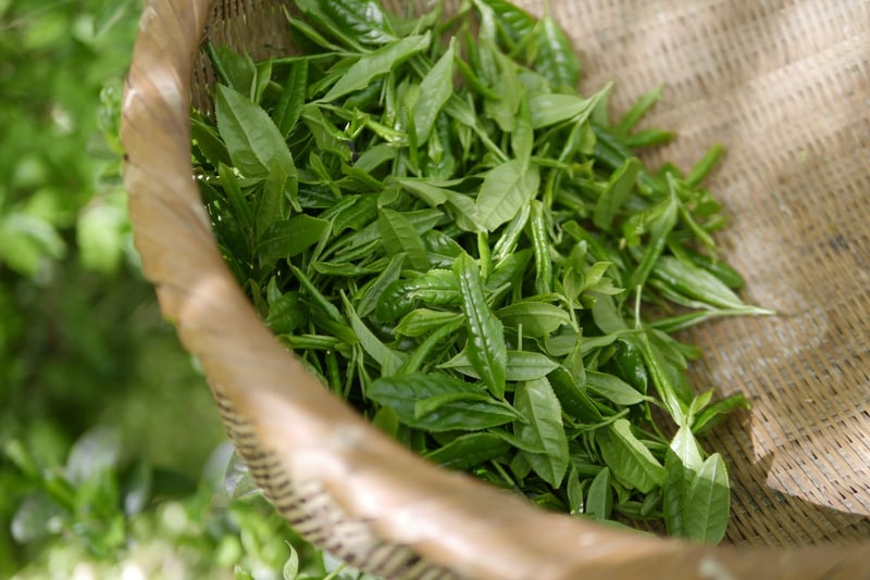 Herbal Charms