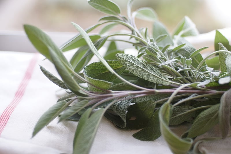 Sage Plant